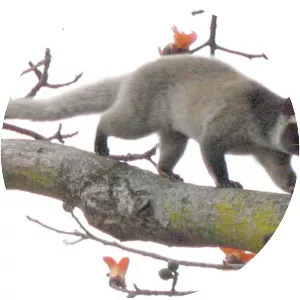 Masked palm civet photograph