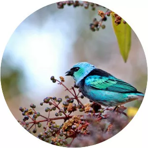 Masked tanager
