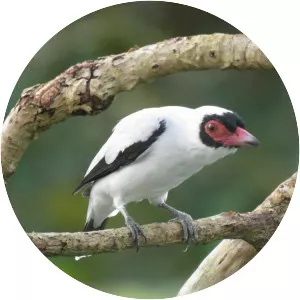 Masked tityra - Bird