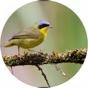 Masked yellowthroat