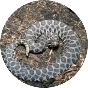 Massasauga