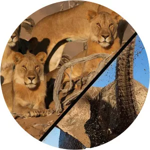 Massive AfricaSince 2019