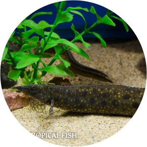 Mastacembelus alboguttatus - 
