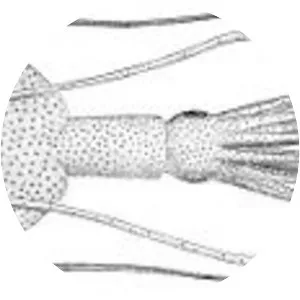 Mastigoteuthis agassizii