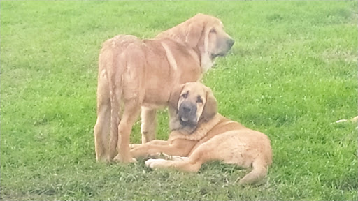 Mastines Picu San martin - Dog breeder in Spain