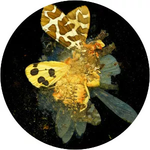Mat Collishaw