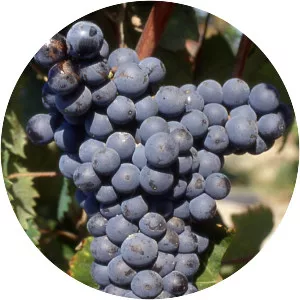 Mataro - Wine grape