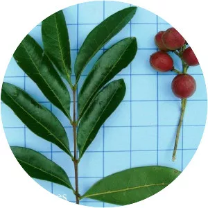 Matayba elaeagnoides - 