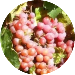 Mathiász Jánosné muskotály