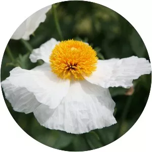 Matilija poppies