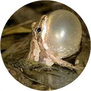 Mating call photograph