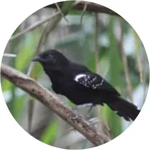 Mato Grosso antbird