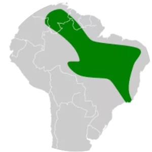 Mato Grosso dog-faced bat