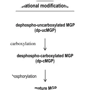 Matrix gla protein - 