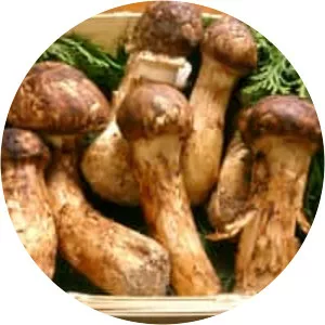 Matsutake