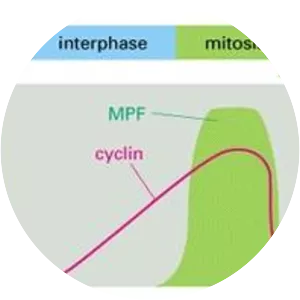 Maturation promoting factor