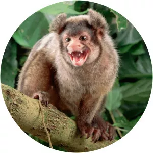 Maués marmoset - 