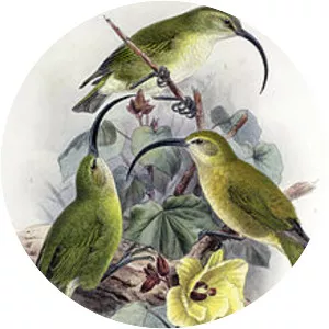 Maui Nui ʻakialoa - 