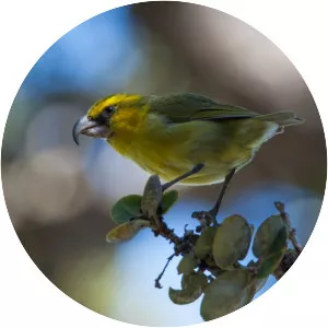Maui parrotbill - Bird