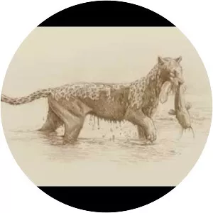 Mauricio Antón - Illustrator