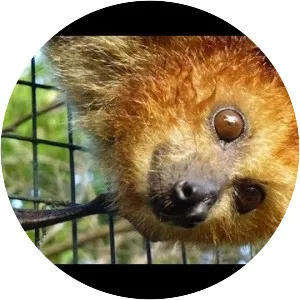 Mauritian flying fox