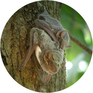 Mauritian tomb bat - Animal