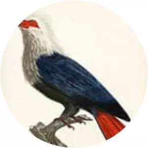 Mauritius blue pigeon