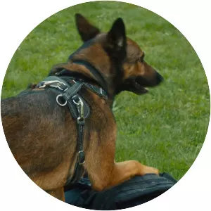 Max 2: White House Hero