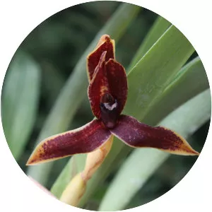 Maxillaria cucullata