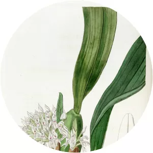 Maxillaria densa