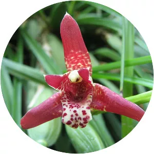 Maxillaria