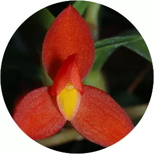 Maxillaria sophronitis