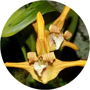 Maxillaria striata - 