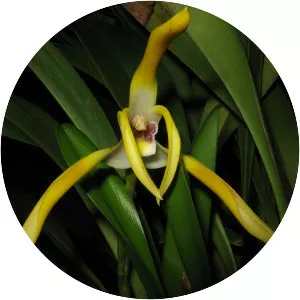 Maxillaria triloris