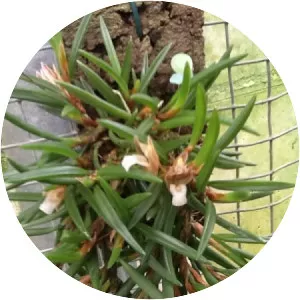 Maxillaria uncata