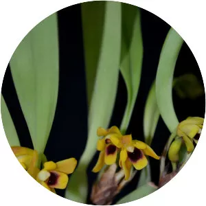 Maxillaria variabilis