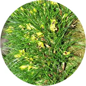 Maxillaria vitelliniflora