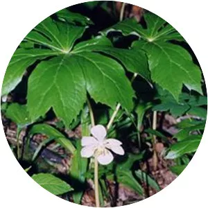 Mayapples