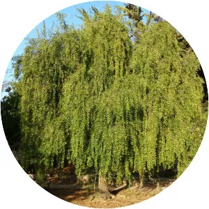 Maytenus boaria - Plants