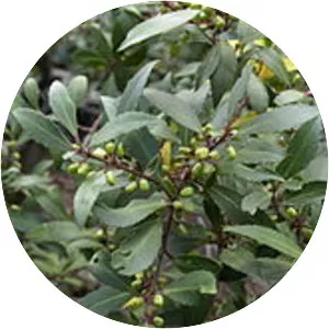 Maytenus magellanica - Plants