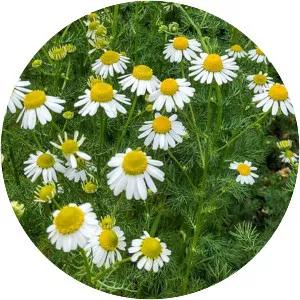 Mayweed