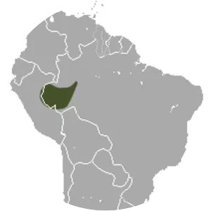 McIlhenny's four-eyed opossum