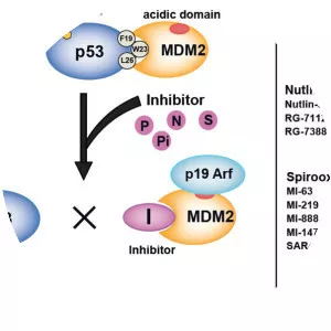 Mdm2 - Protein