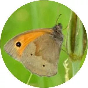 Meadow brown