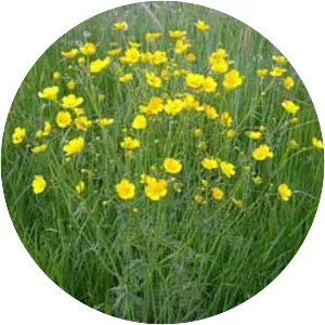 Meadow buttercup