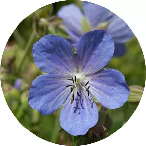 Meadow crane's-bill - Plants