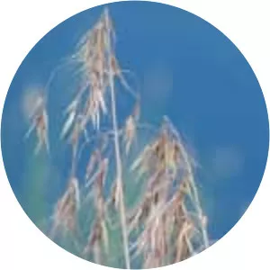 Meadow-grasses