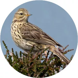 Meadow pipit