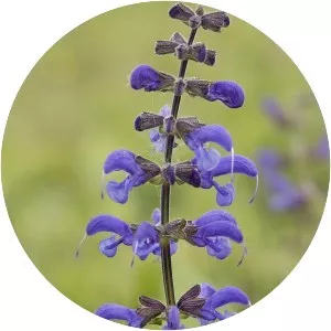 Meadow sage