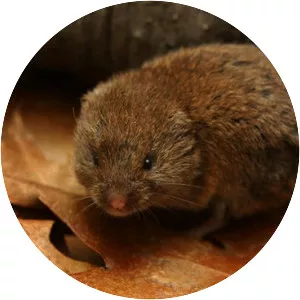 Meadow voles